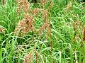 Jwarankush Grass